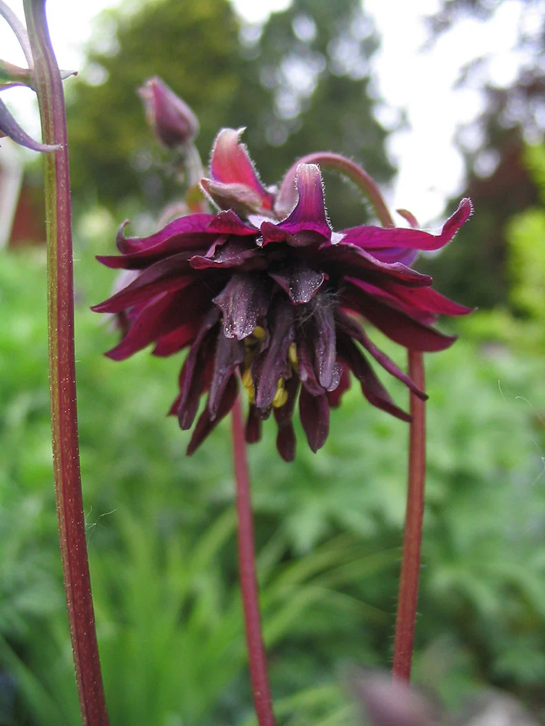 Akleja 'Black Barlow' - Image 2