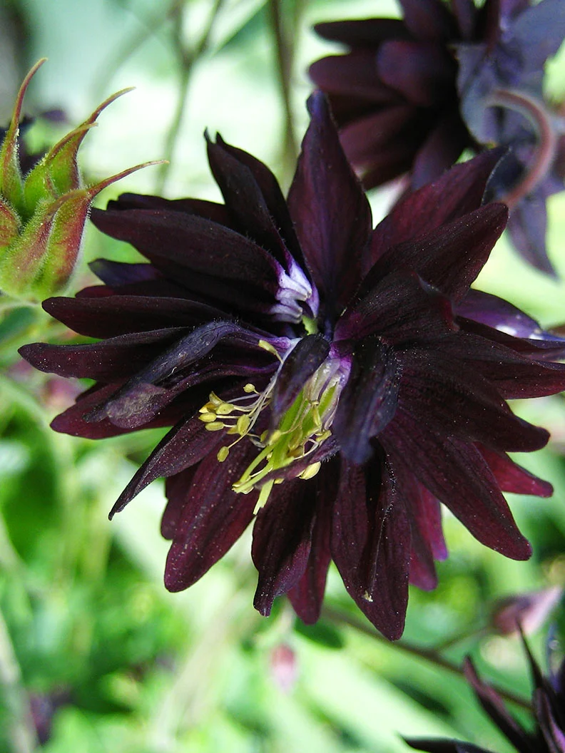 Akleja 'Black Barlow' - Image 3