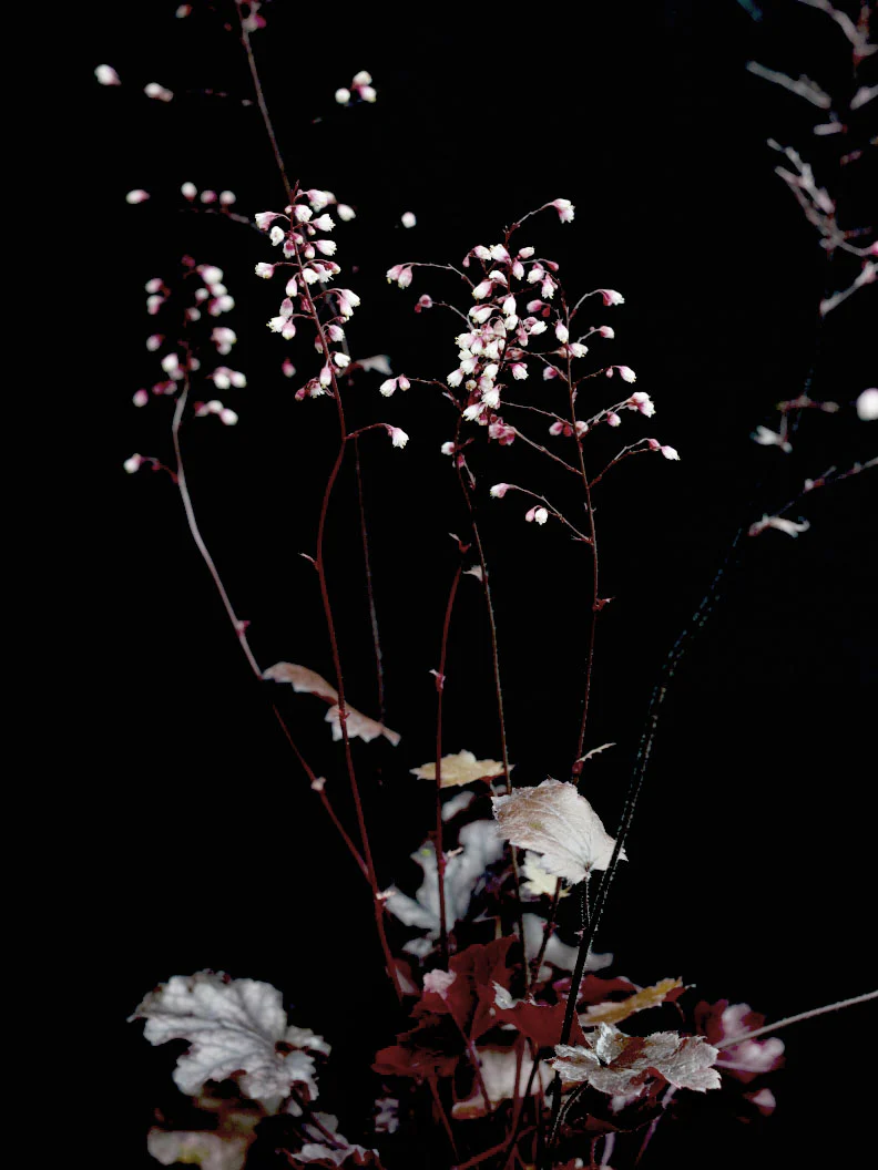 Alunrot 'Black Pearl' - Image 3