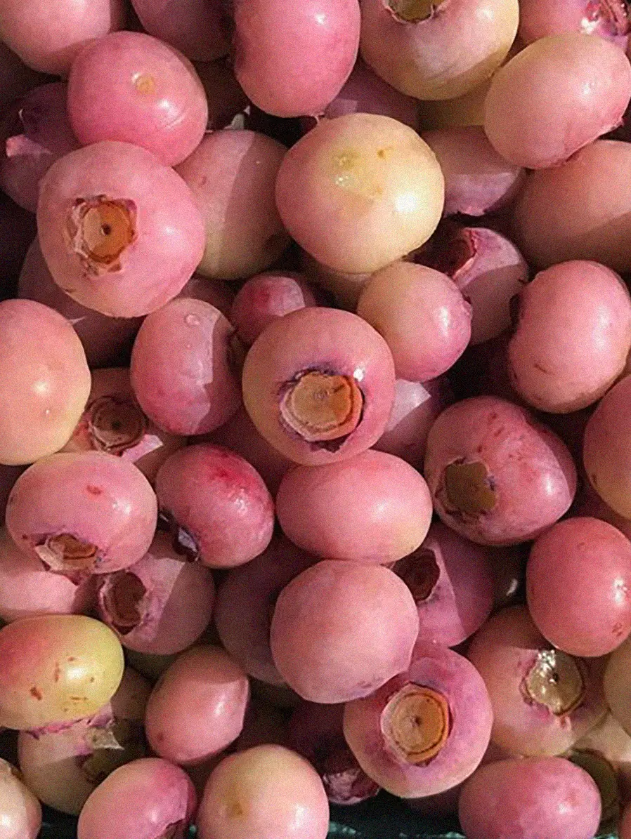 Amerikanskt blåbär 'Pink Lemonade' - Image 3