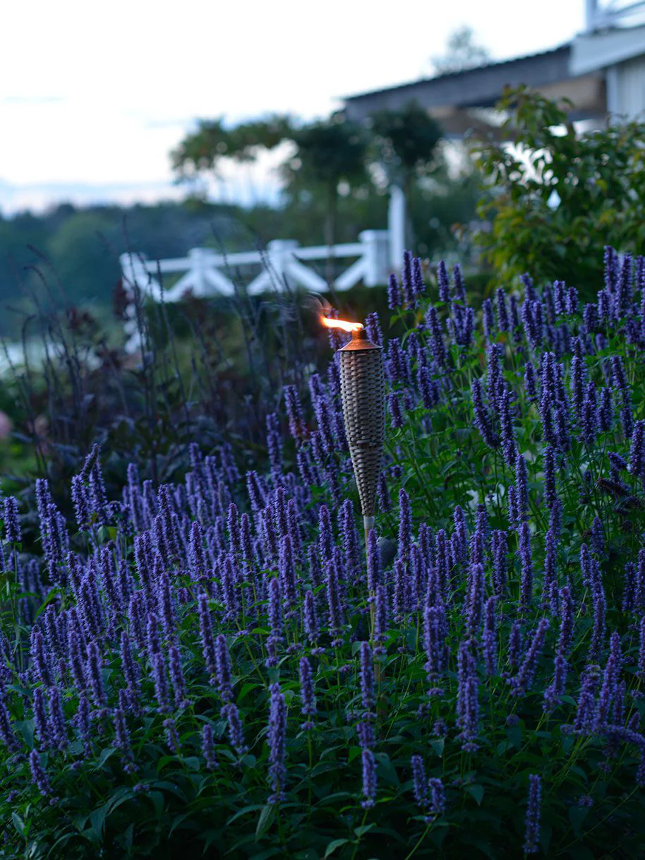 Anisört anisisop 'Blue Fortune' - Image 3