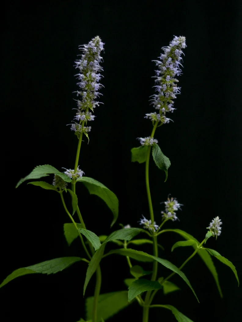 Anisört anisisop 'Blue Fortune' - Image 6