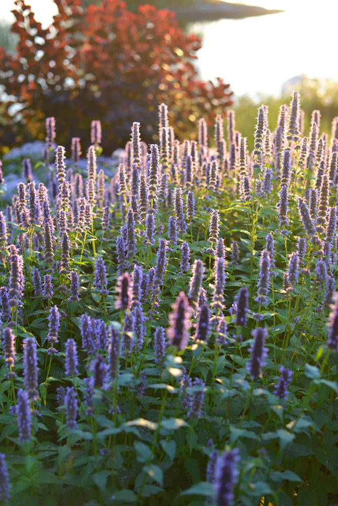 Anisört, Anisisop 'Blue Fortune' stor kruka - Image 2