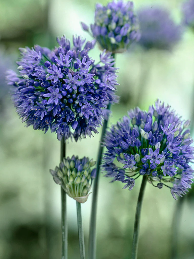 Azurlök 'Caeruleum' - Image 3