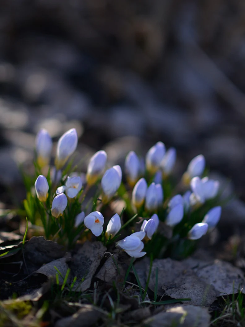 Miniatyrbild 2