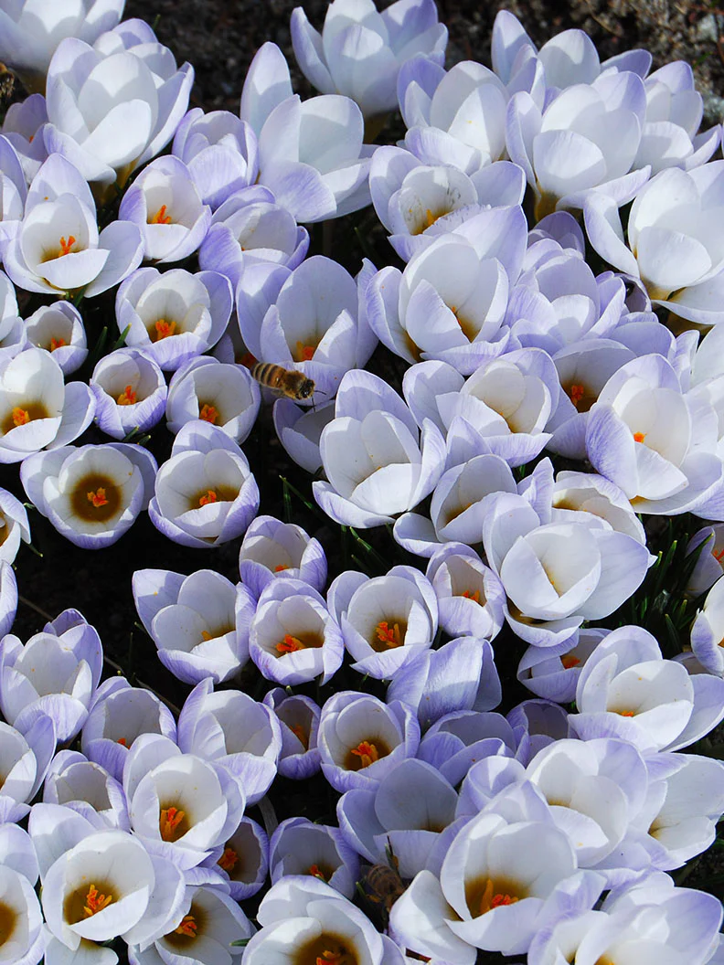 Bägarkrokus 'Blue Pearl' - Image 3
