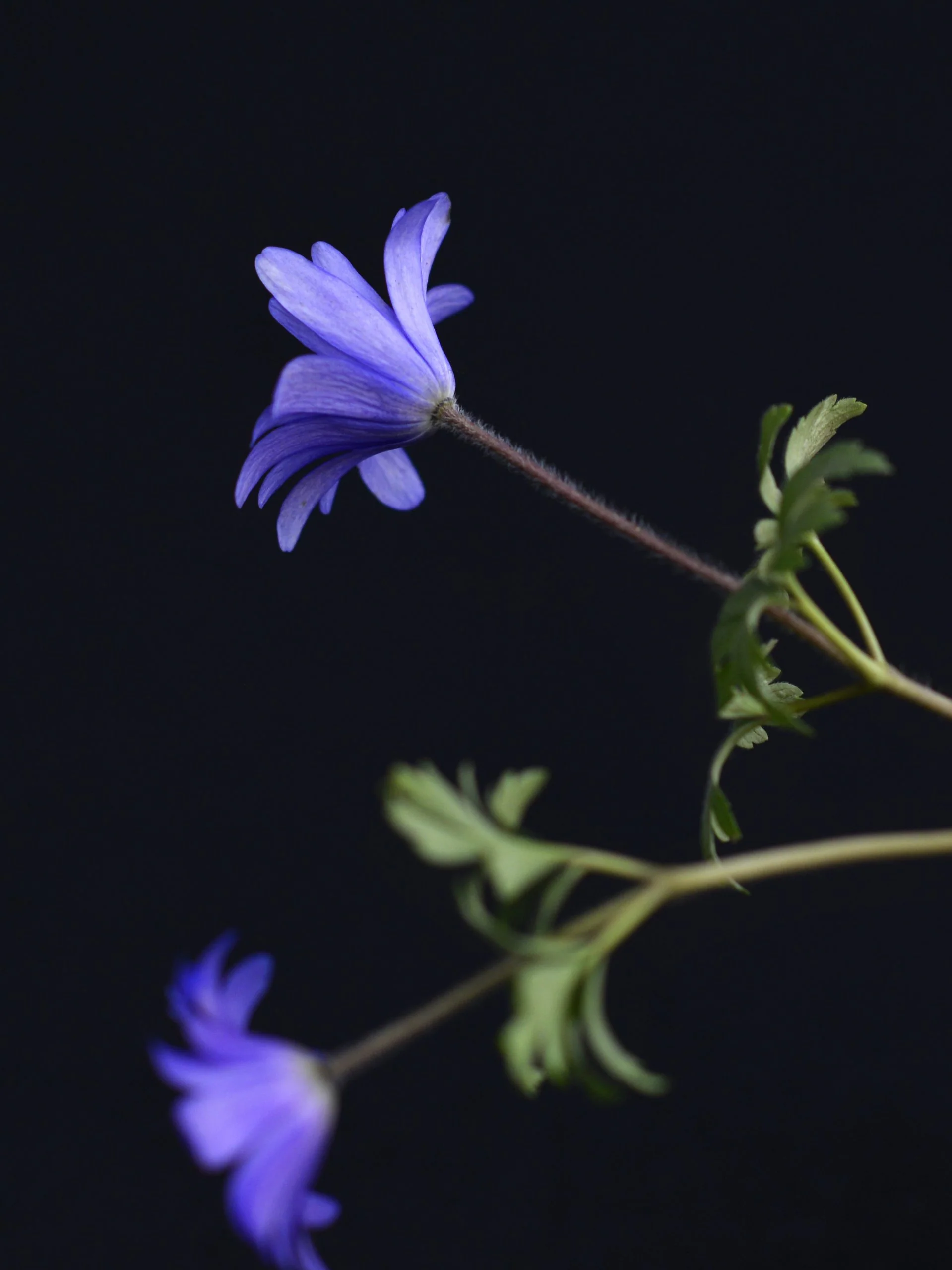 Miniatyrbild 1