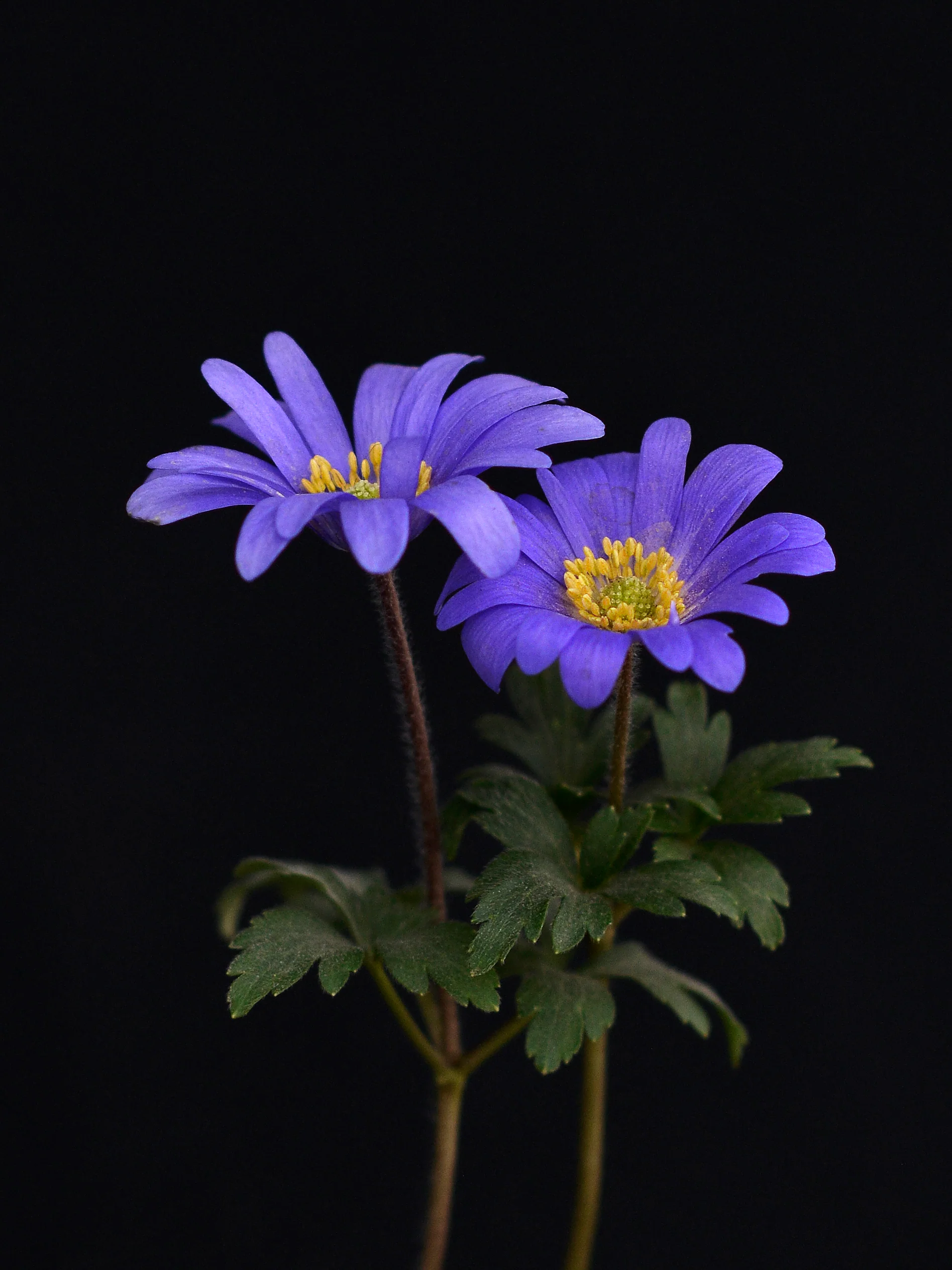 Miniatyrbild 2