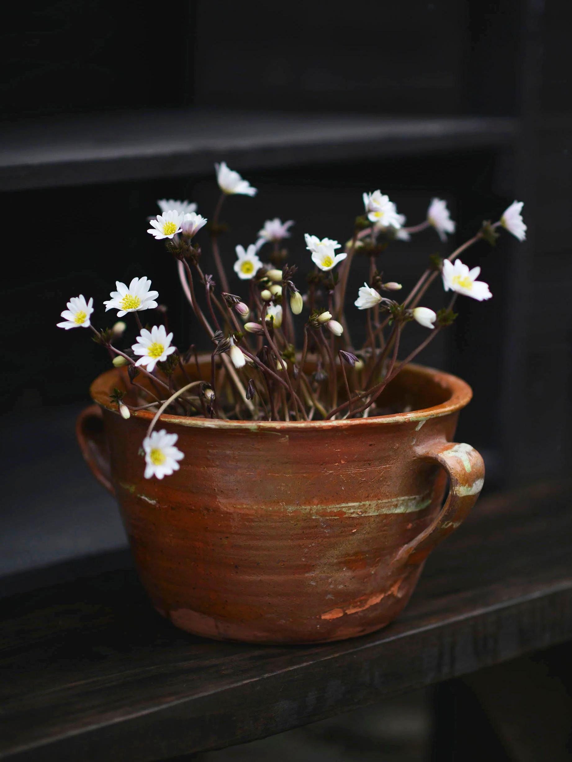 Balkansippa "White Splendour" - Image 3
