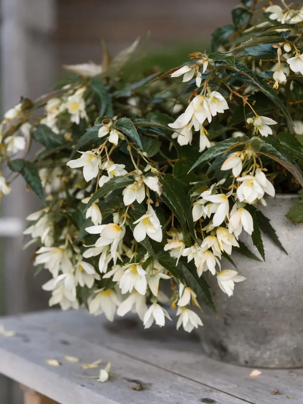 Begonia 'Santa Barbara' - Image 2
