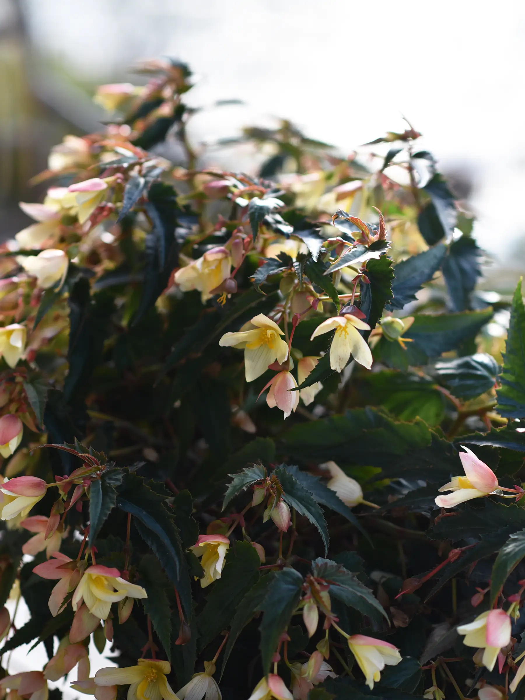 Begonia SUMMERWINGS™ 'Vanilla Elegance' - Image 2