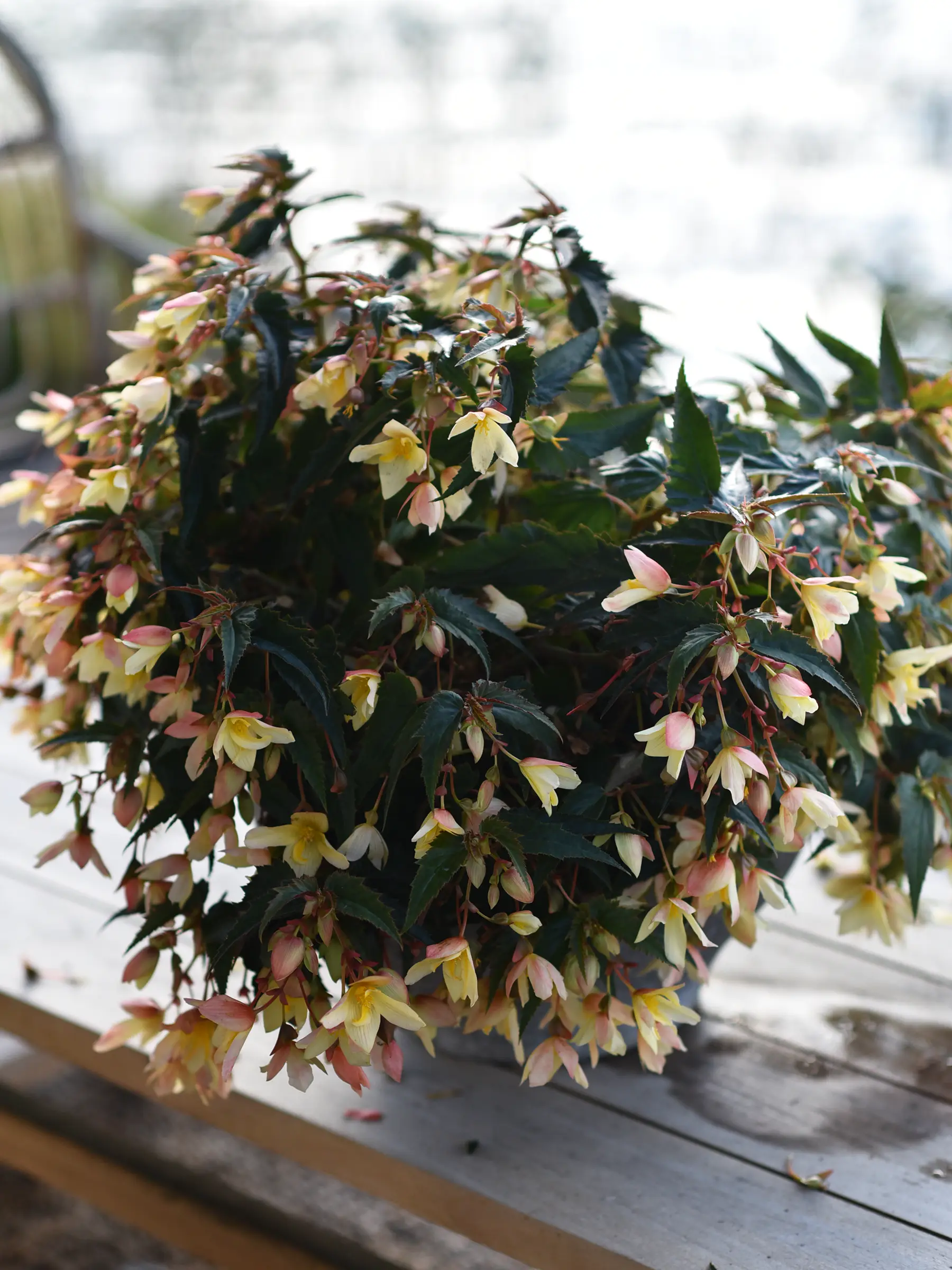 Begonia SUMMERWINGS™ 'Vanilla Elegance' - Image 3