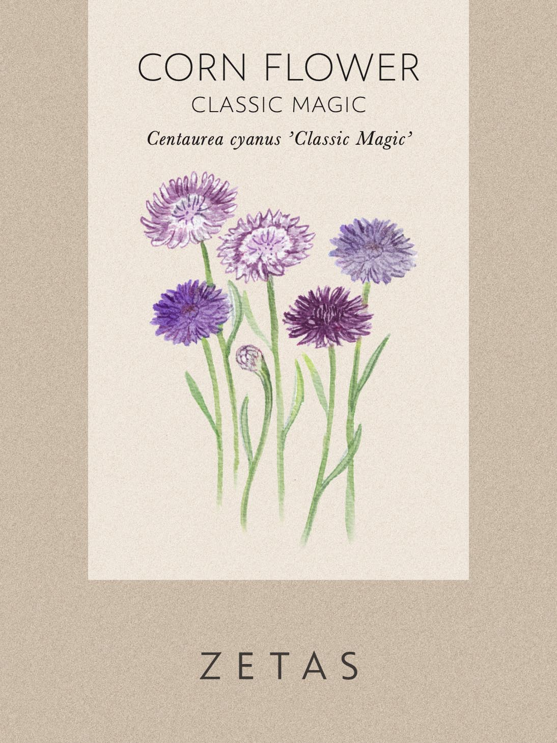 Blåklint 'Classic Magic' - Image 3