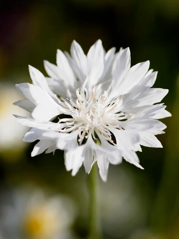 Miniatyrbild 1
