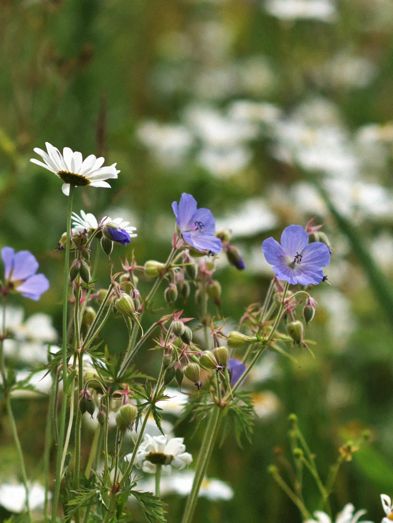 Blomstermix 'Northern Lights' - Image 3