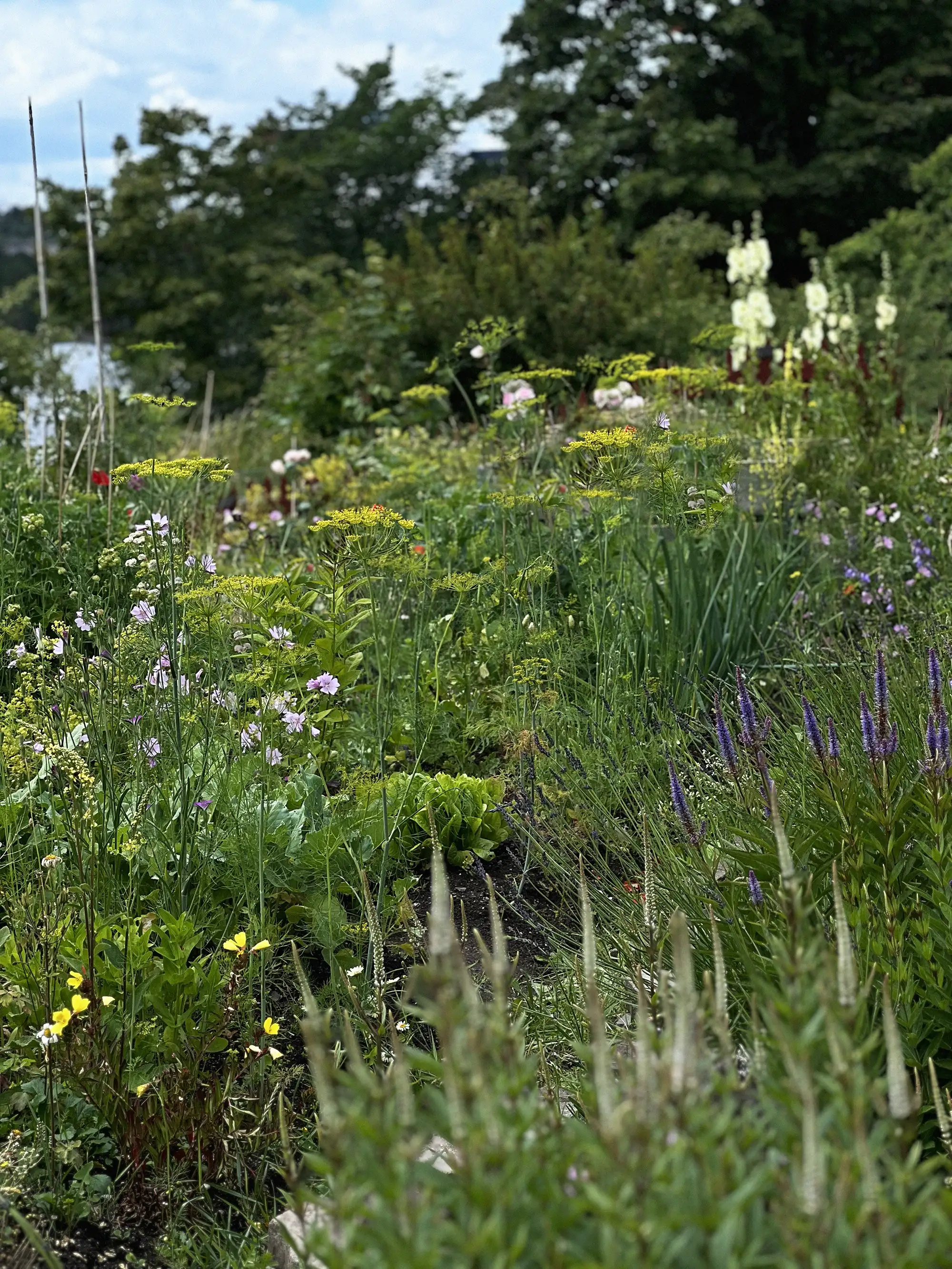 Blomstermix 'Pollinator & Insect Attractant' - Image 3
