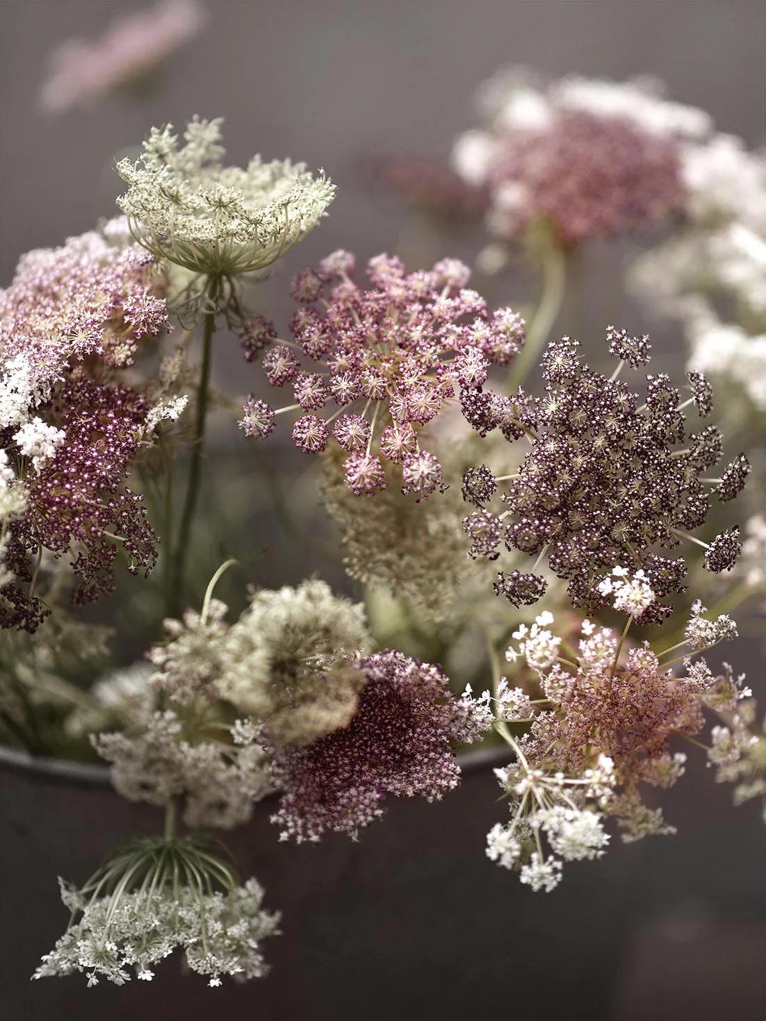Blomstermorot 'Dara' - Image 3