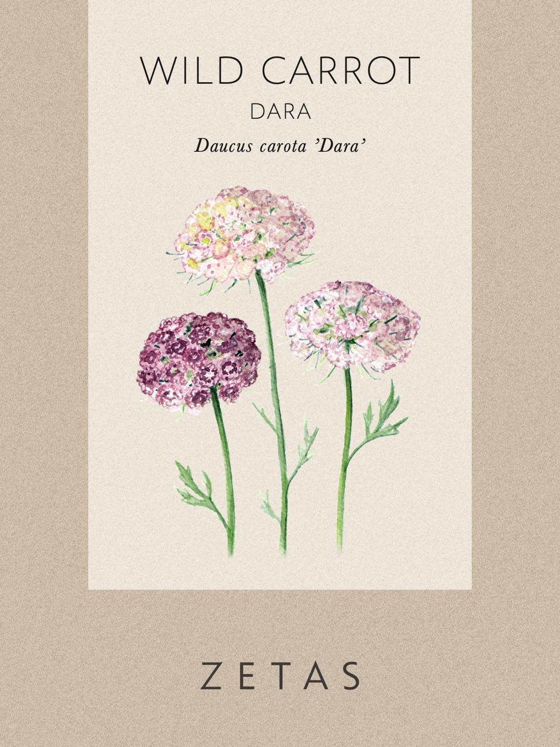 Blomstermorot 'Dara' - Image 4