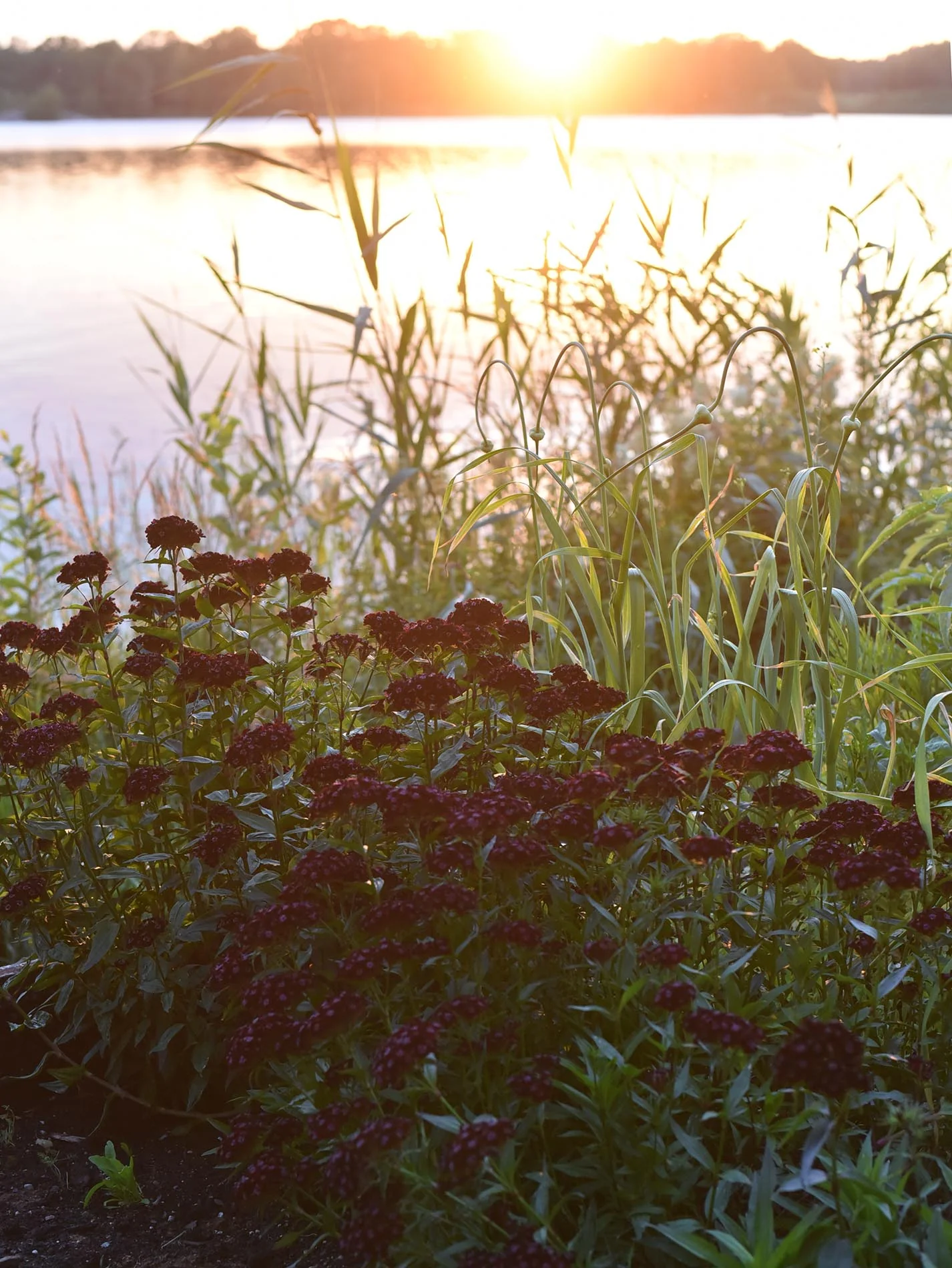 Borstnejlika 'Sooty' - Image 5