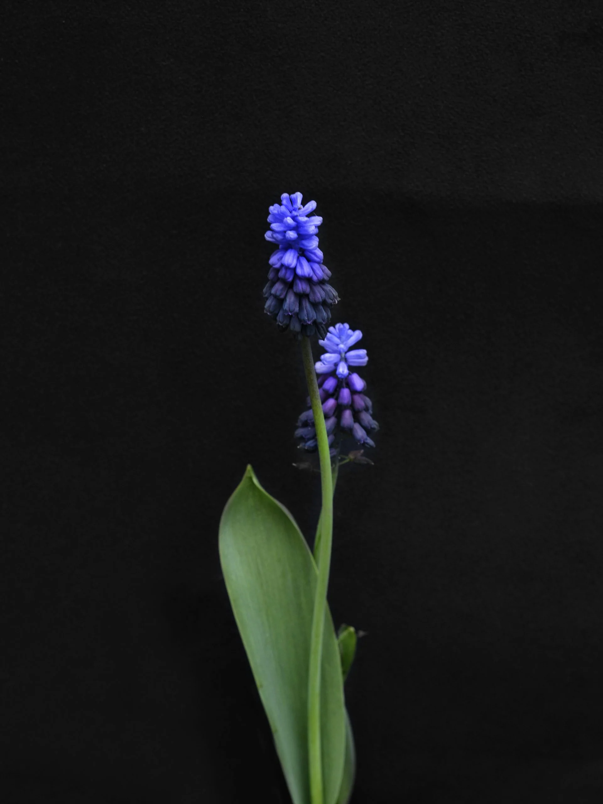 Miniatyrbild 1