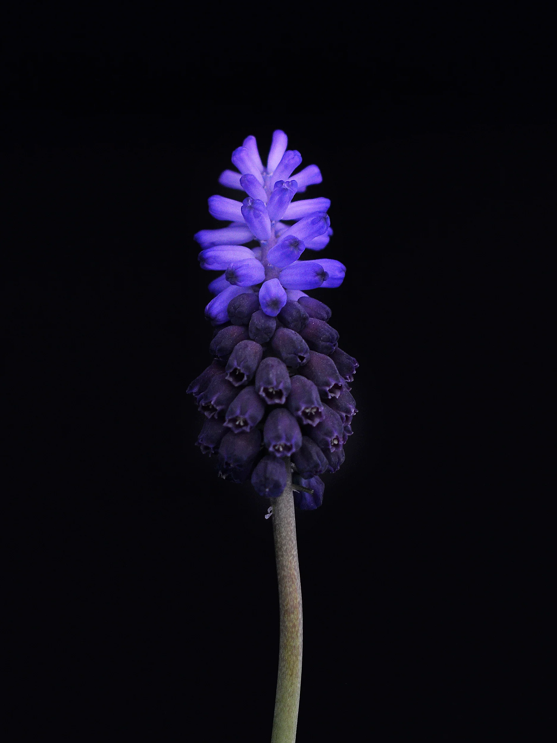 Miniatyrbild 2