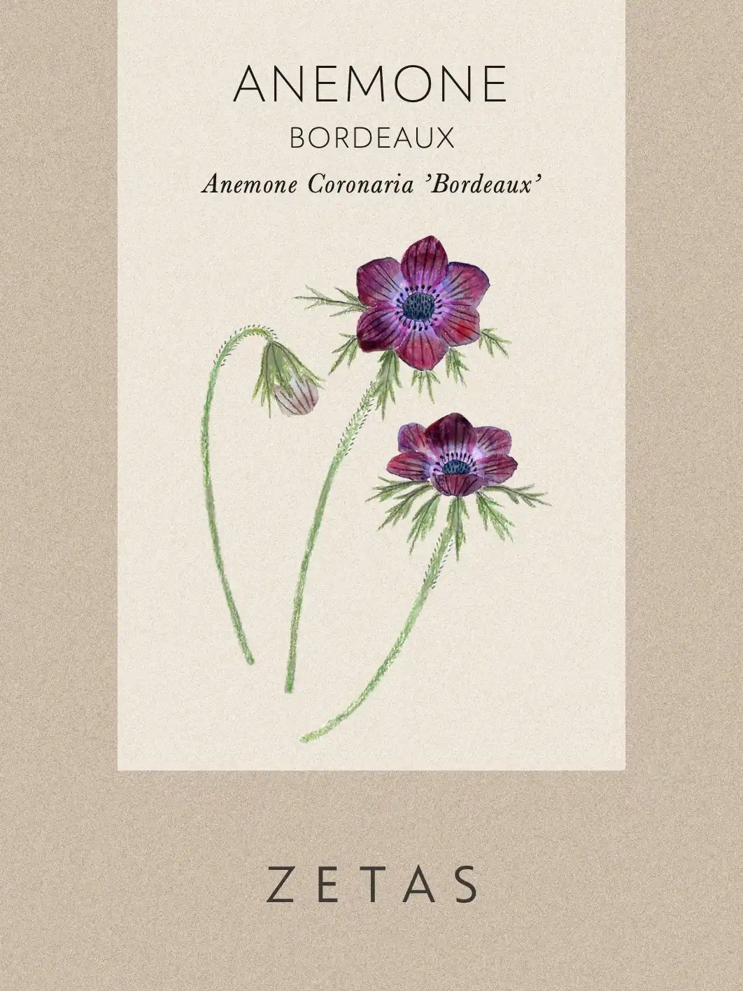 Bukettanemon 'Bordeaux' - Image 2