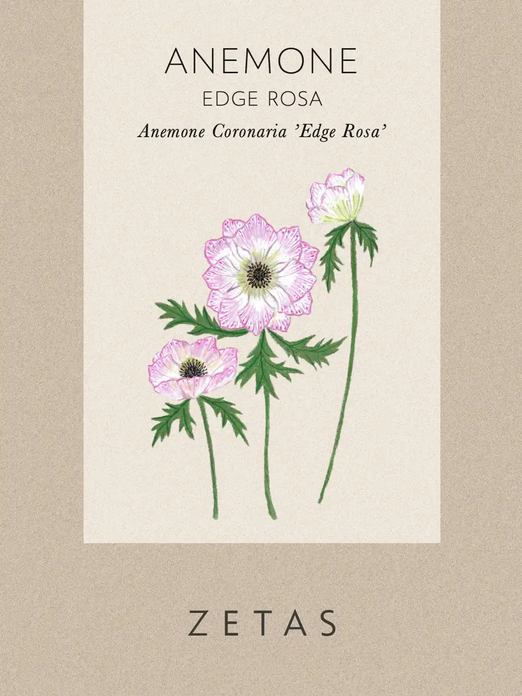 Bukettanemon 'Edge Rosa' - Image 2