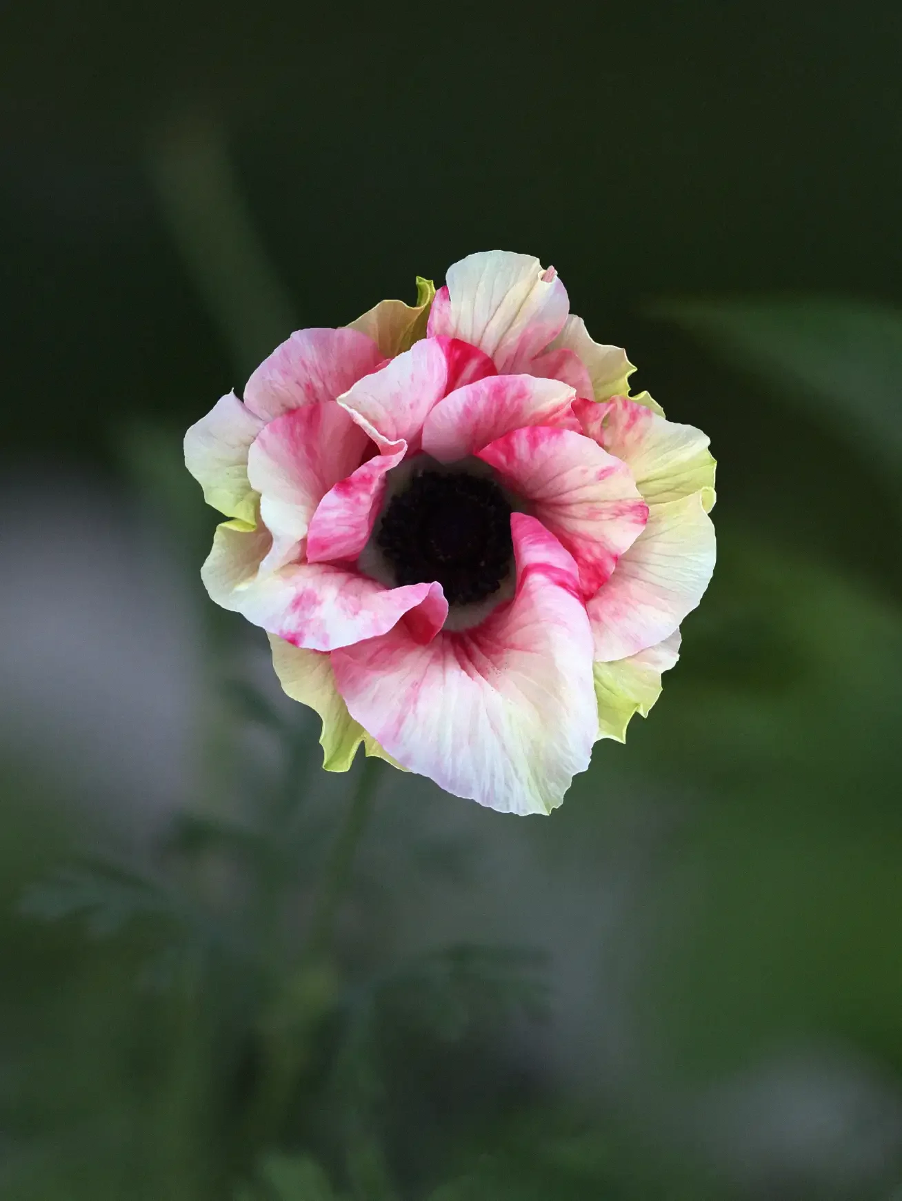 Miniatyrbild 1