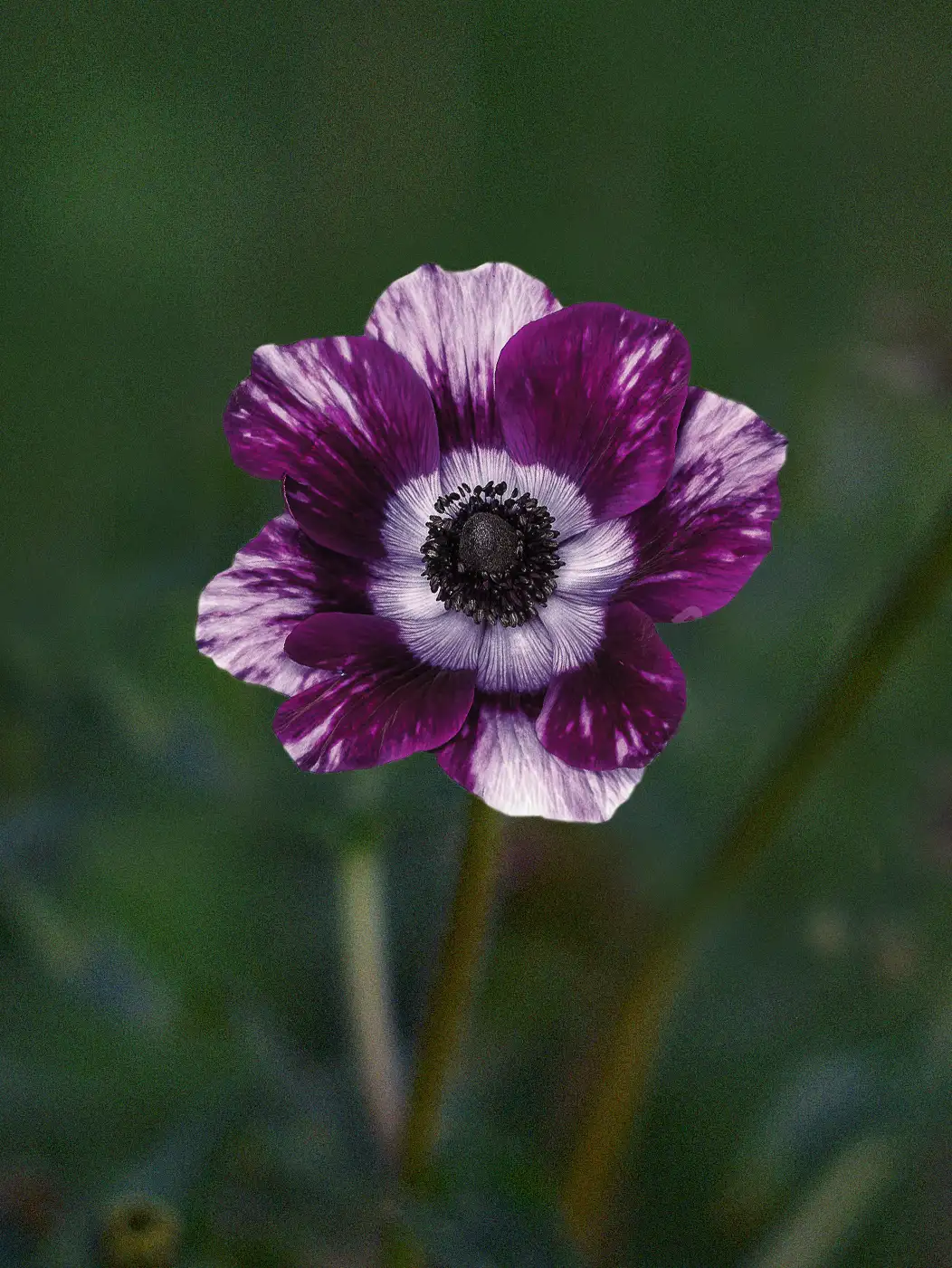 Miniatyrbild 1