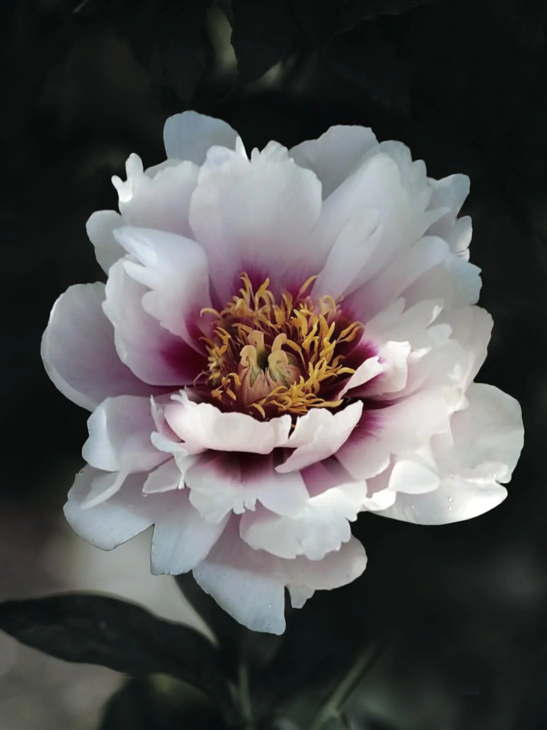 Miniatyrbild 1