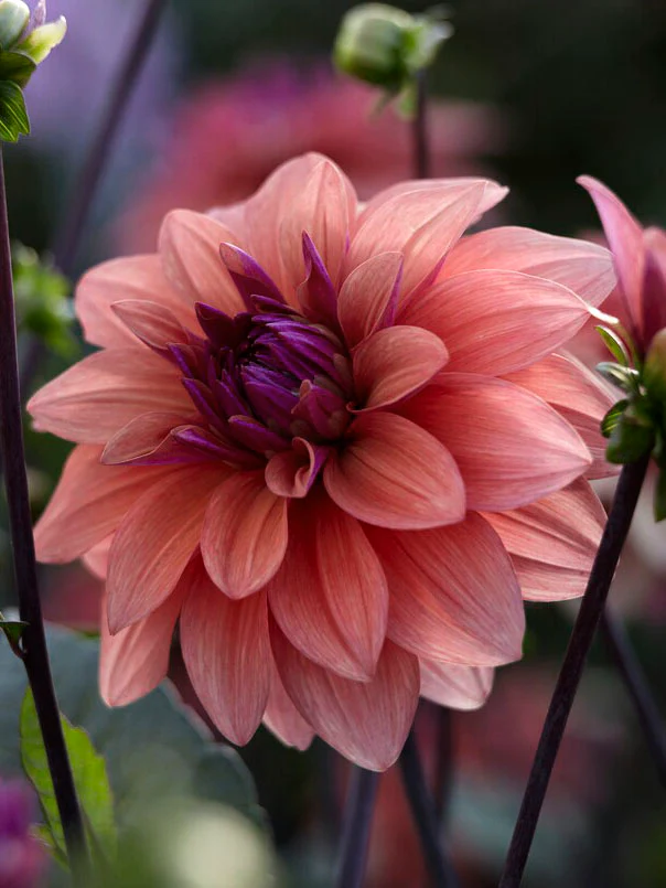 Dahlia 'American Dawn' - Image 2