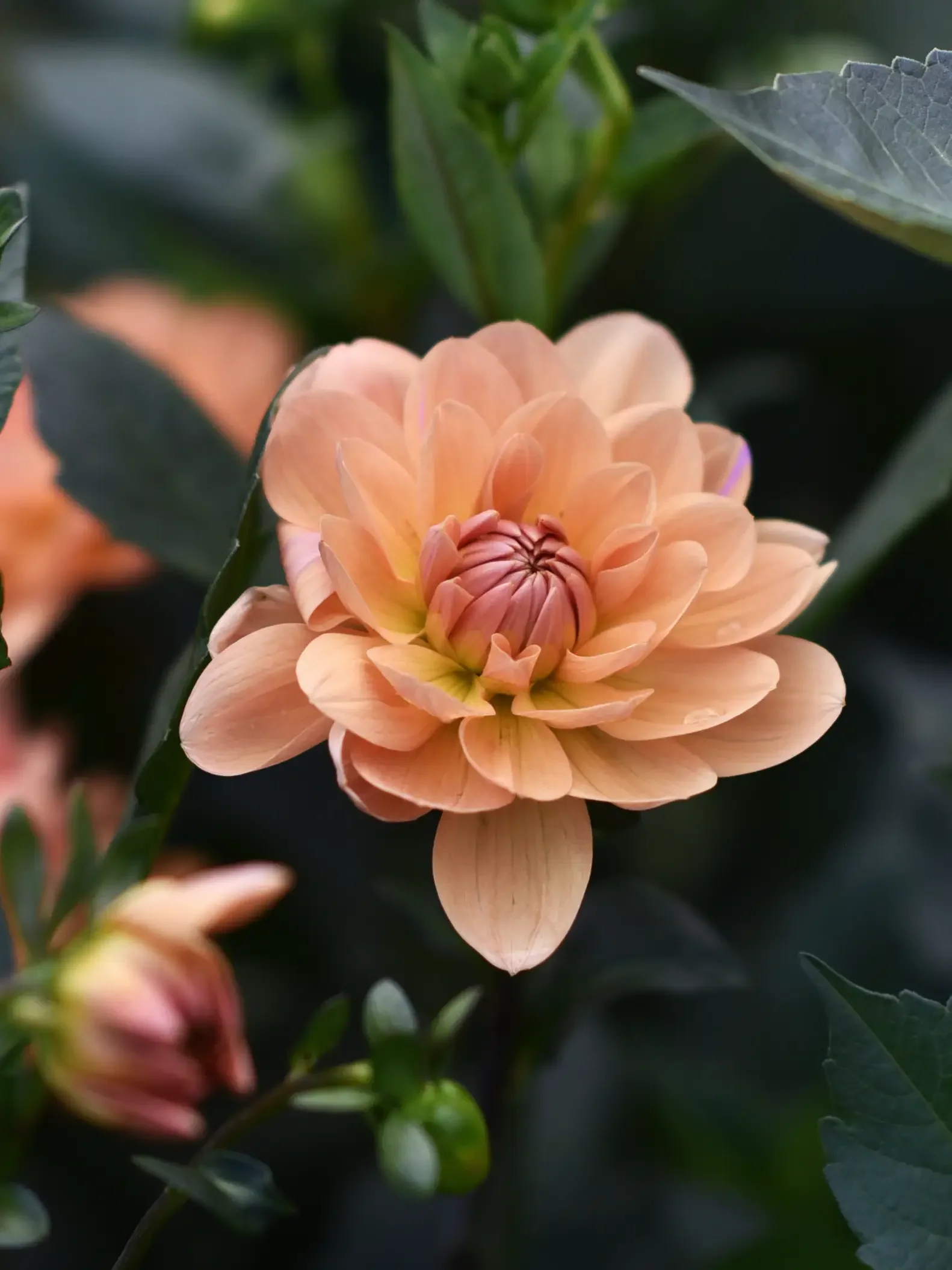 Dahlia 'Apricot Desire' - Image 2
