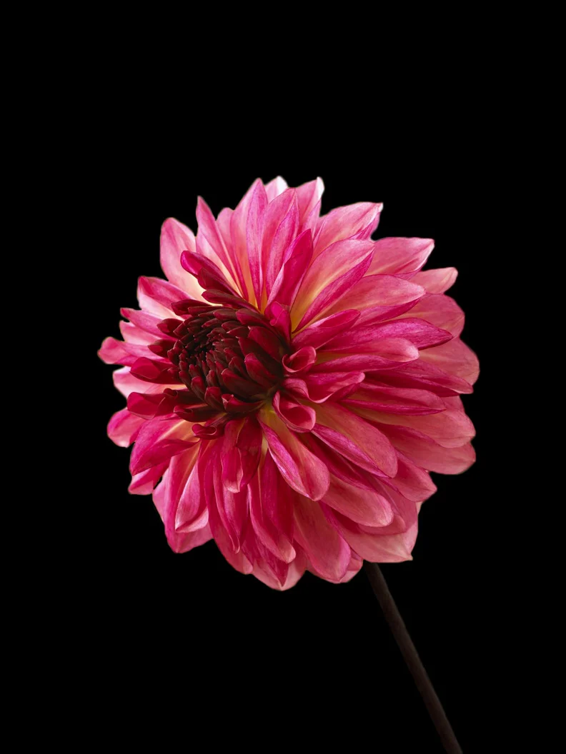 Miniatyrbild 1