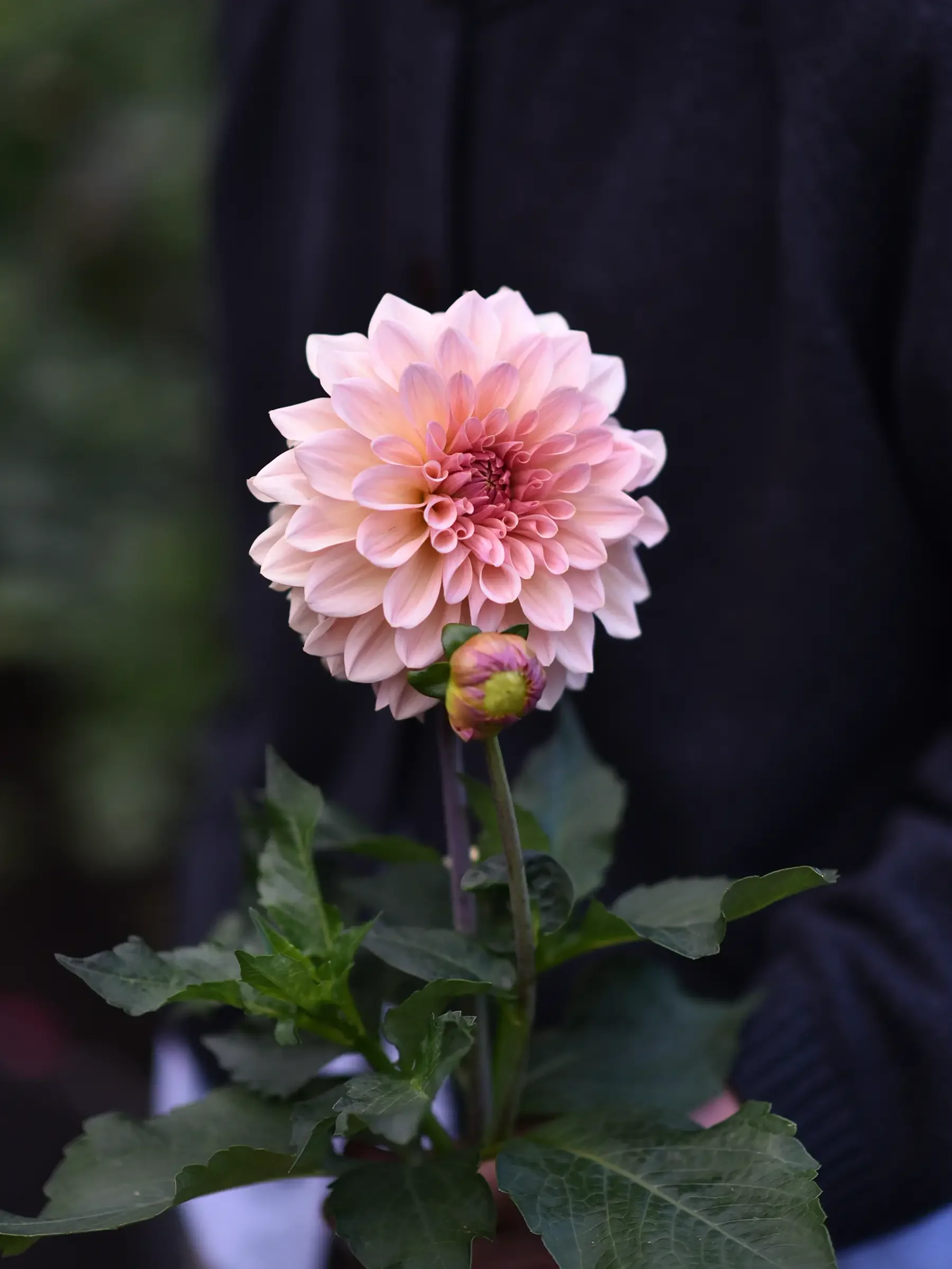 Dahlia 'Beauty Queen' - Image 2