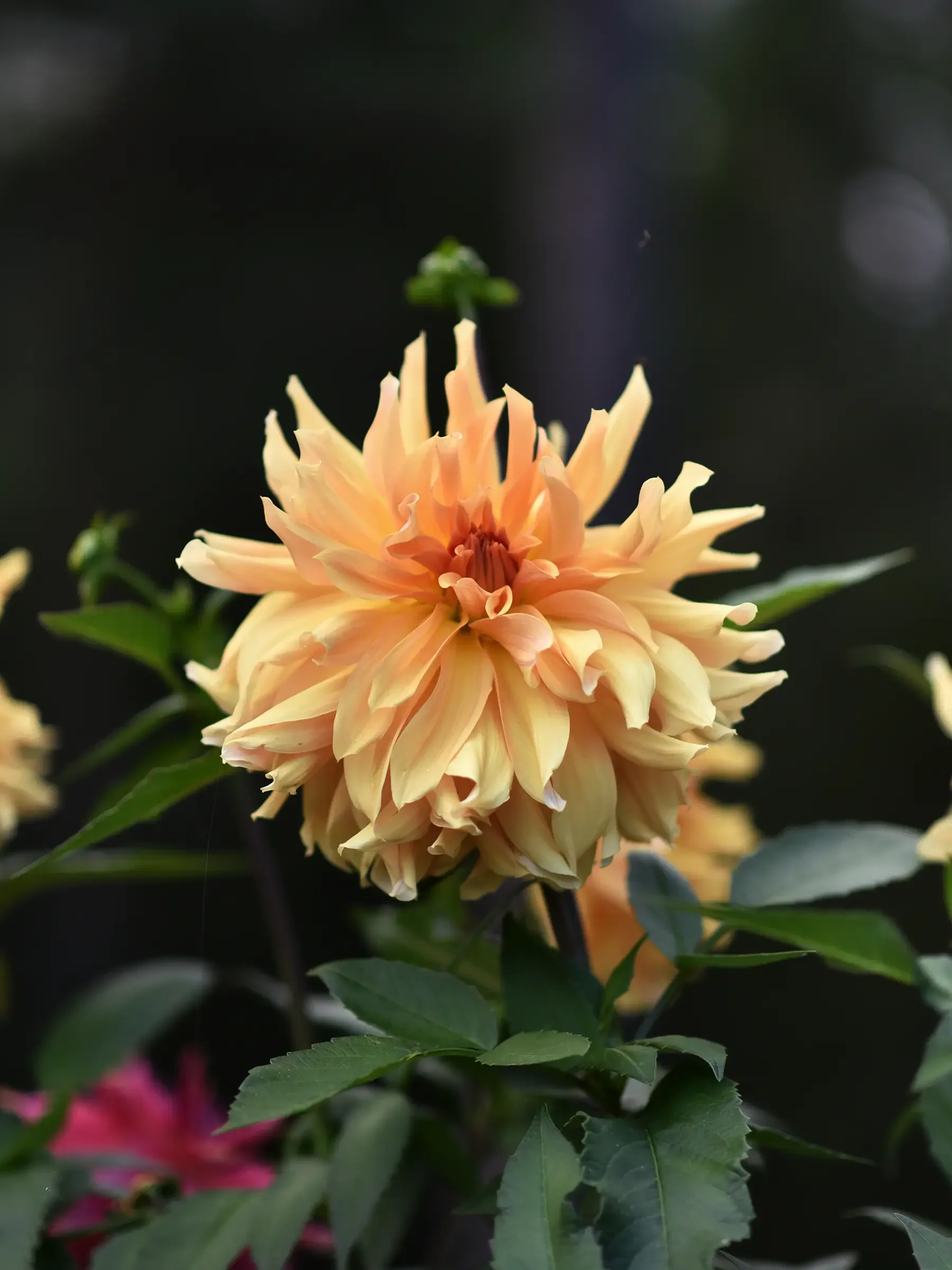 Dahlia 'Big Brother' - Image 2