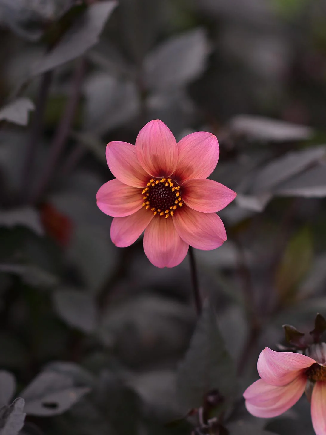Dahlia  'Bishop's Children' - Image 3