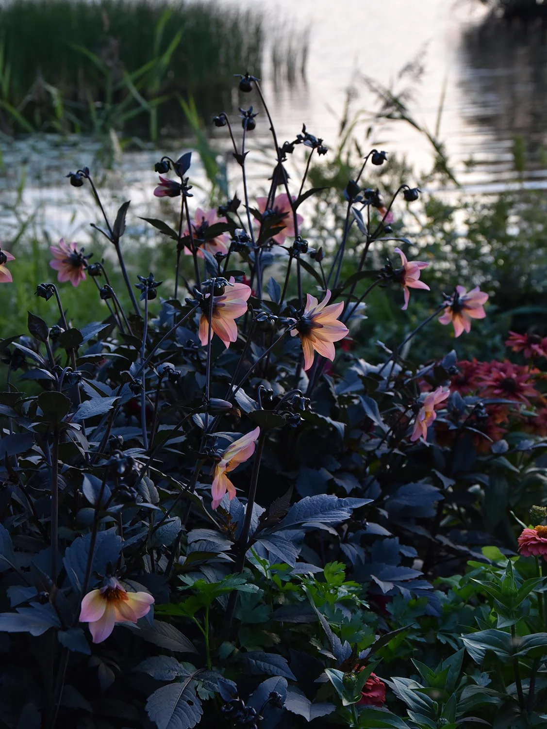 Dahlia  'Bishop's Children' - Image 4