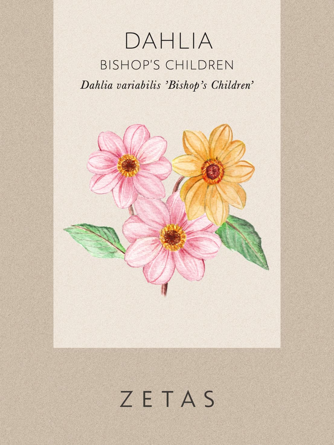 Dahlia  'Bishop's Children' - Image 5