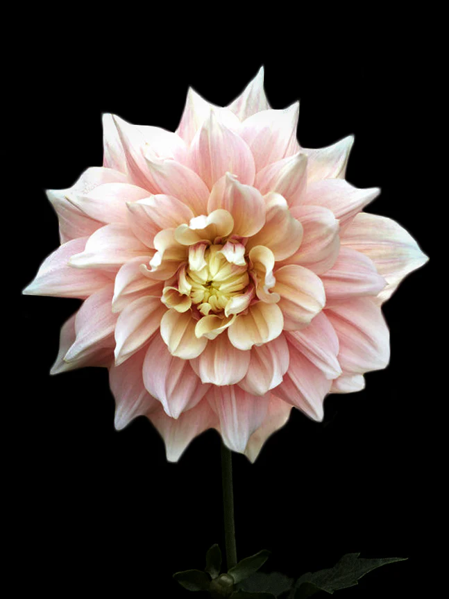 Miniatyrbild 1