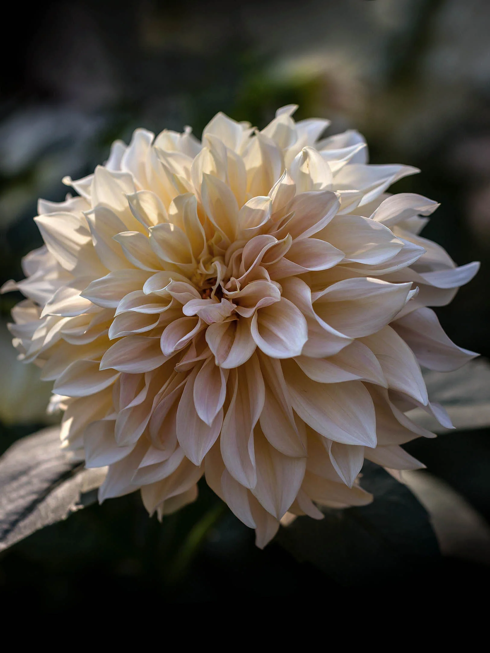 Dahlia "Café au Lait" - Image 3