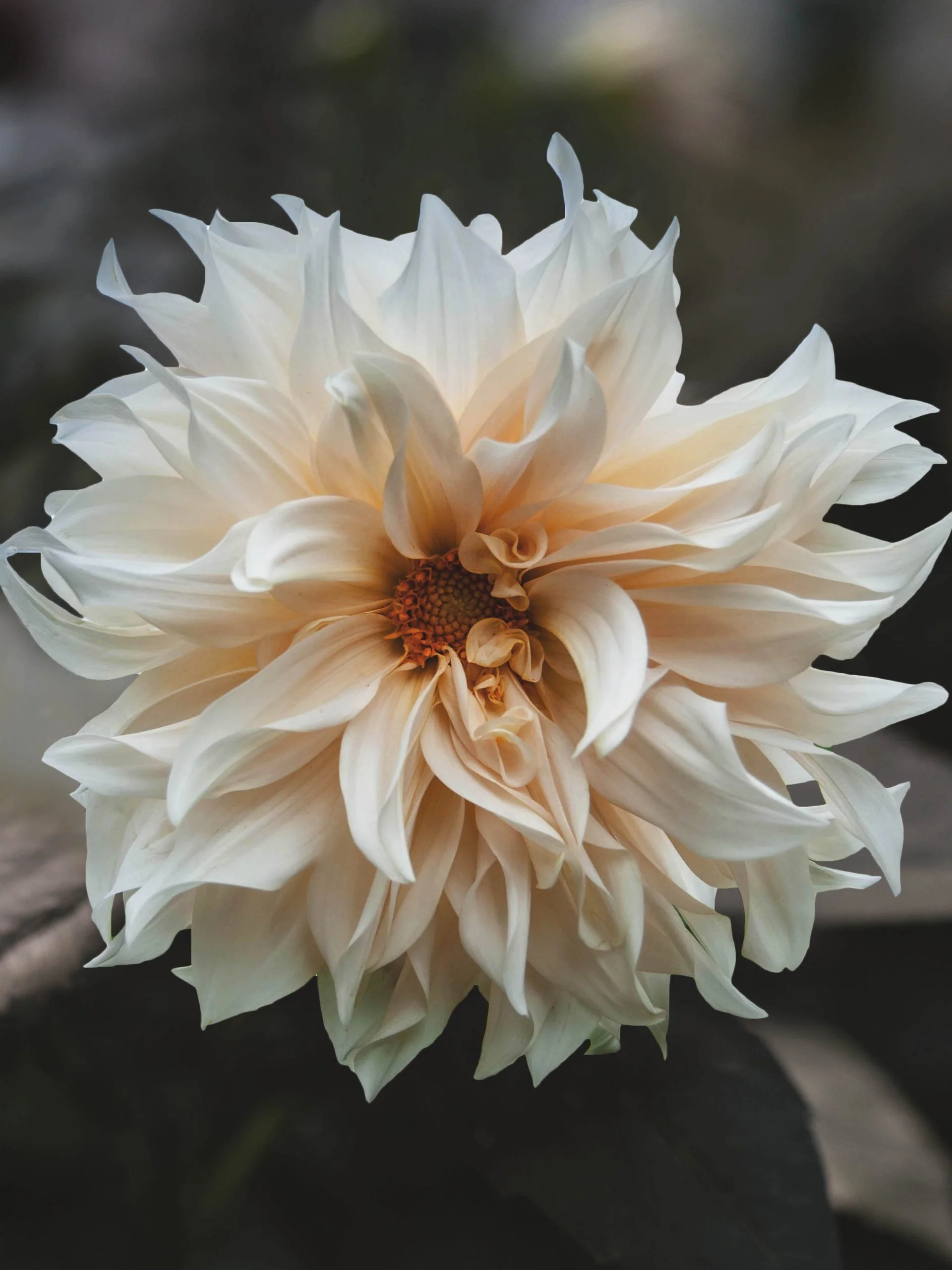 Dahlia "Café au Lait" - Image 4