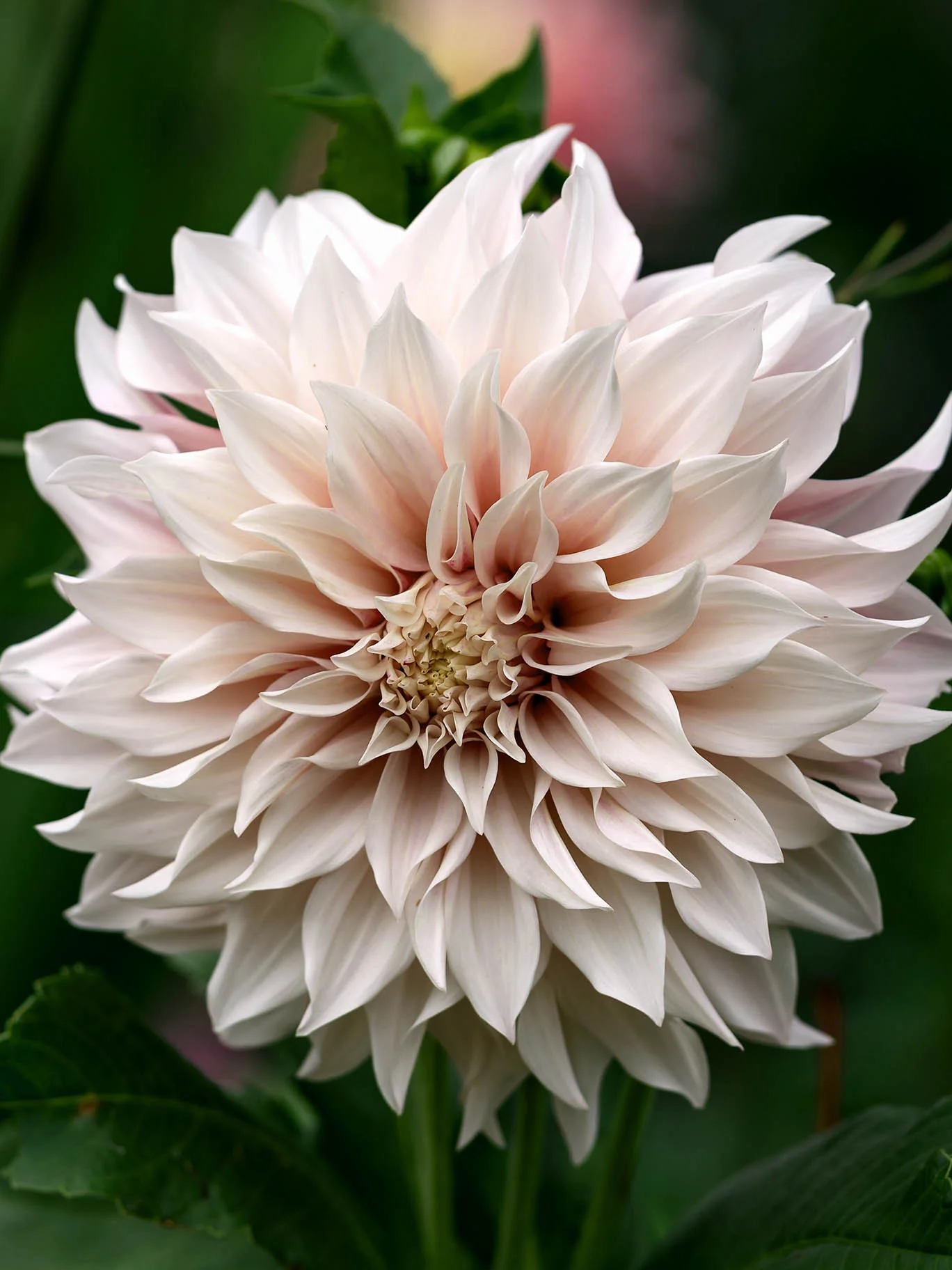 Dahlia "Café au Lait" - Image 5