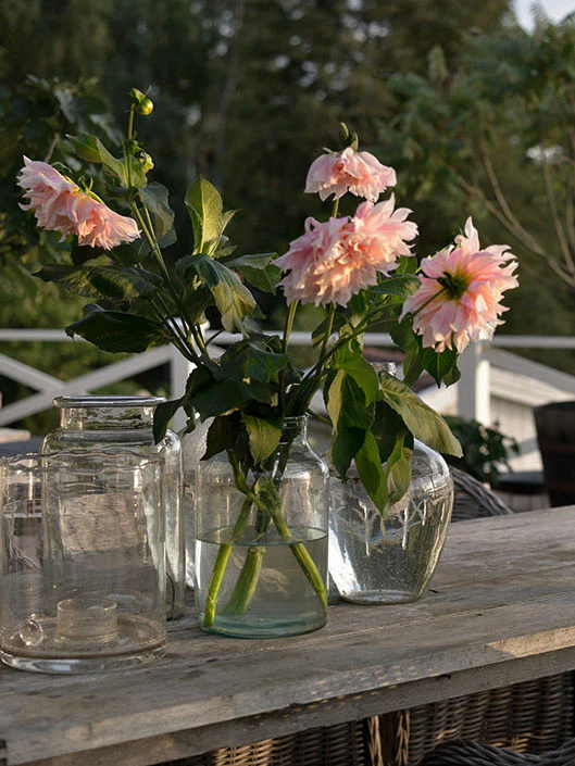 Dahlia "Café au Lait" - Image 6