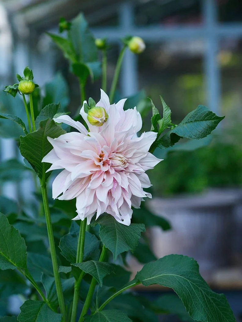 Dahlia "Café au Lait" - Image 7