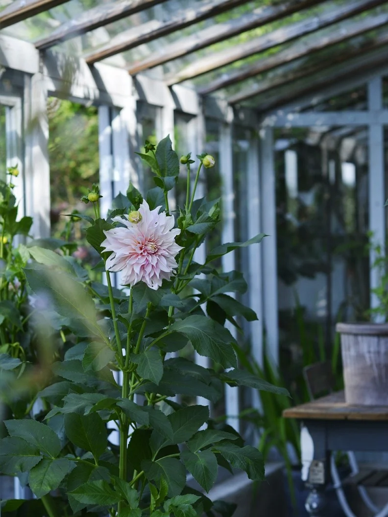 Dahlia "Café au Lait" - Image 8