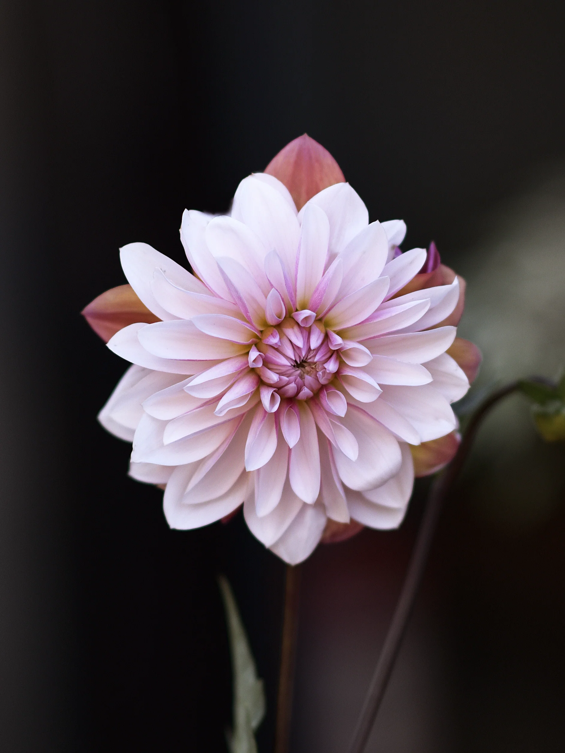 Miniatyrbild 1