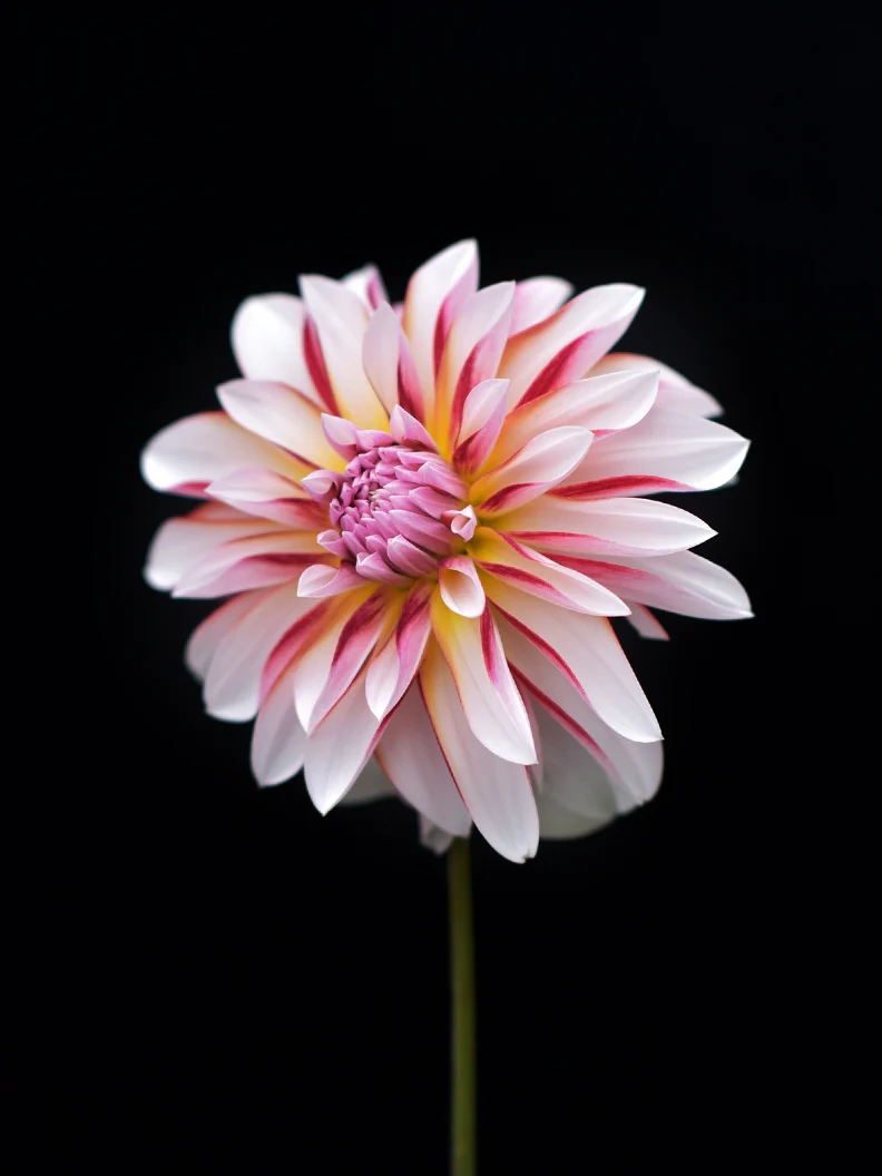 Miniatyrbild 2
