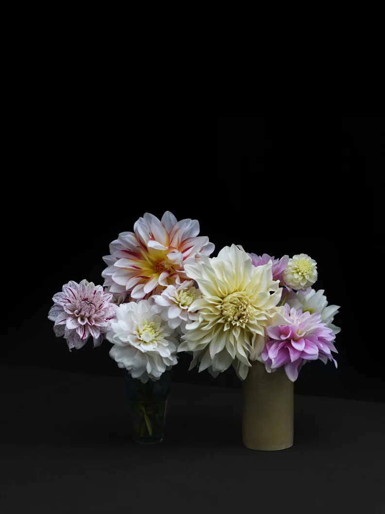 Dahlia 'Caribbean Fantasy' - Image 3