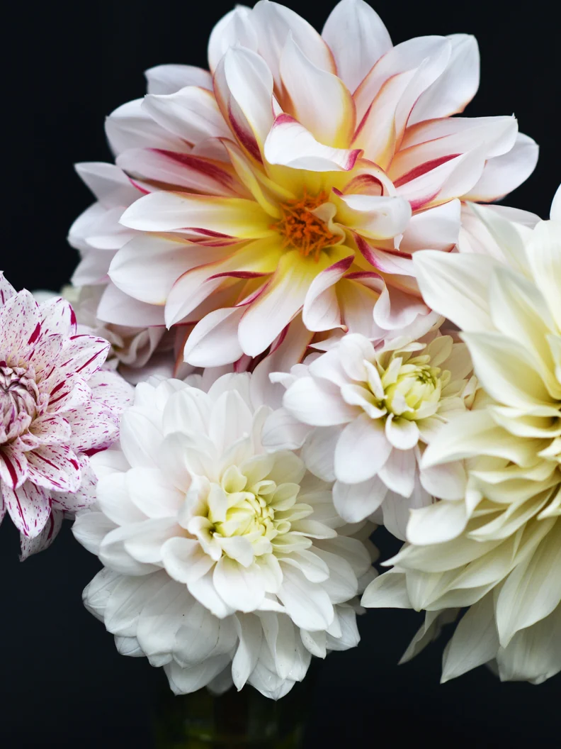 Dahlia 'Caribbean Fantasy' - Image 4