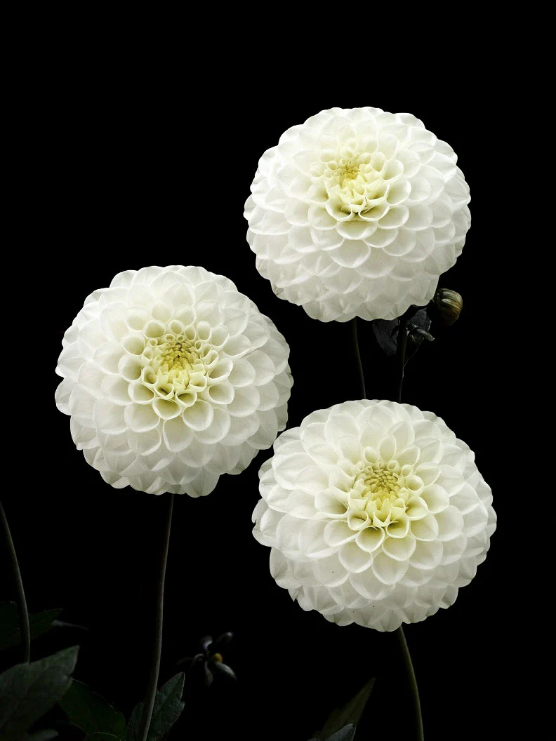 Miniatyrbild 1